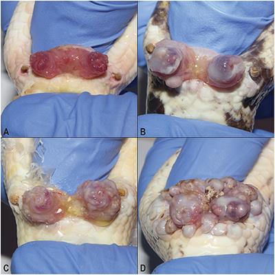 Oral, Cloacal, and Hemipenal Actinomycosis in Captive Ball Pythons (Python regius)